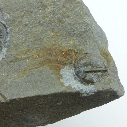Fossil Trilobite Lloydolithus Lloydi Shropshire UK from an Old Collection + Stand