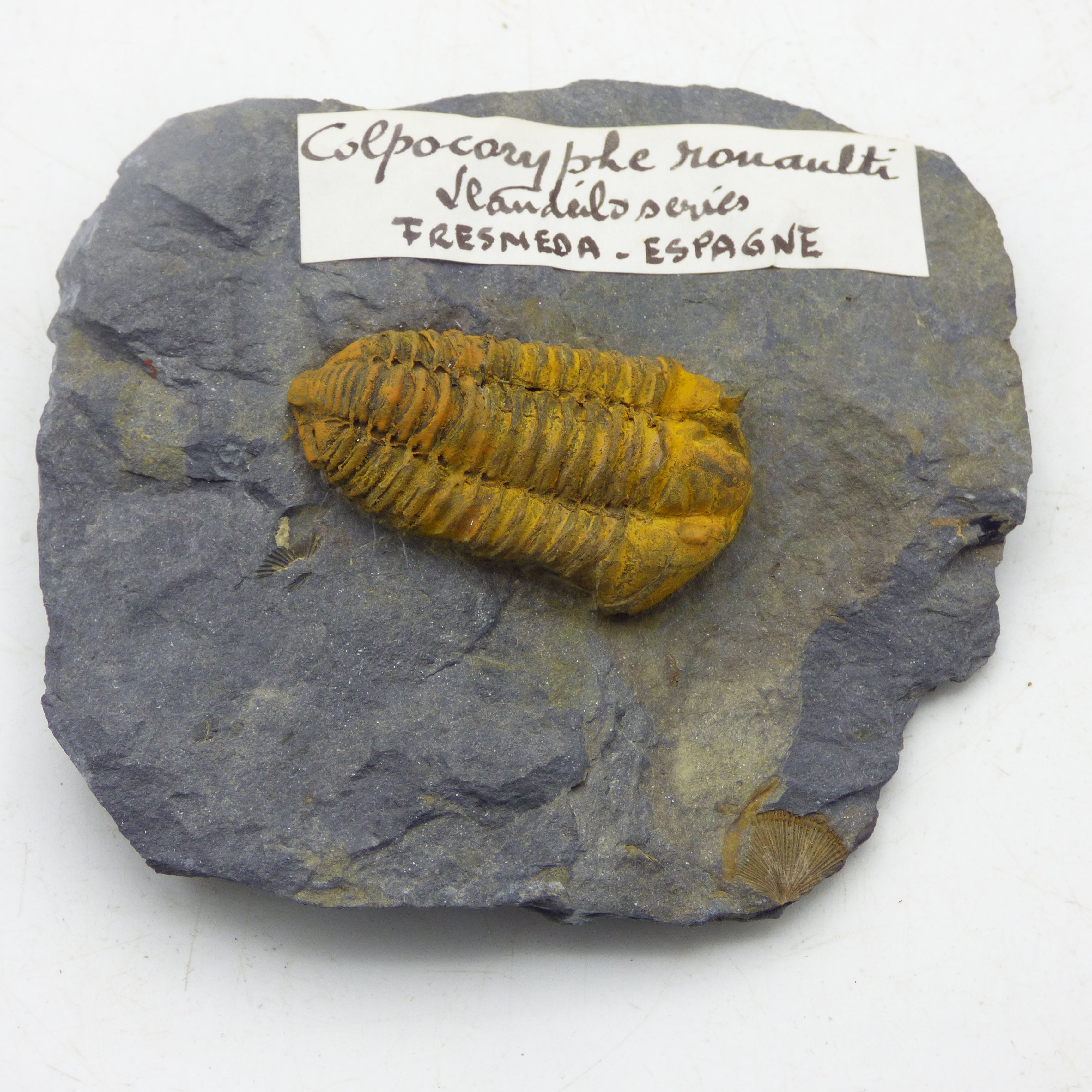 Trilobite Fossil Colporphe Rouaulti Fresmeda Spain