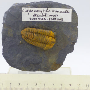 Trilobite Fossil Colporphe Rouaulti Fresmeda Spain