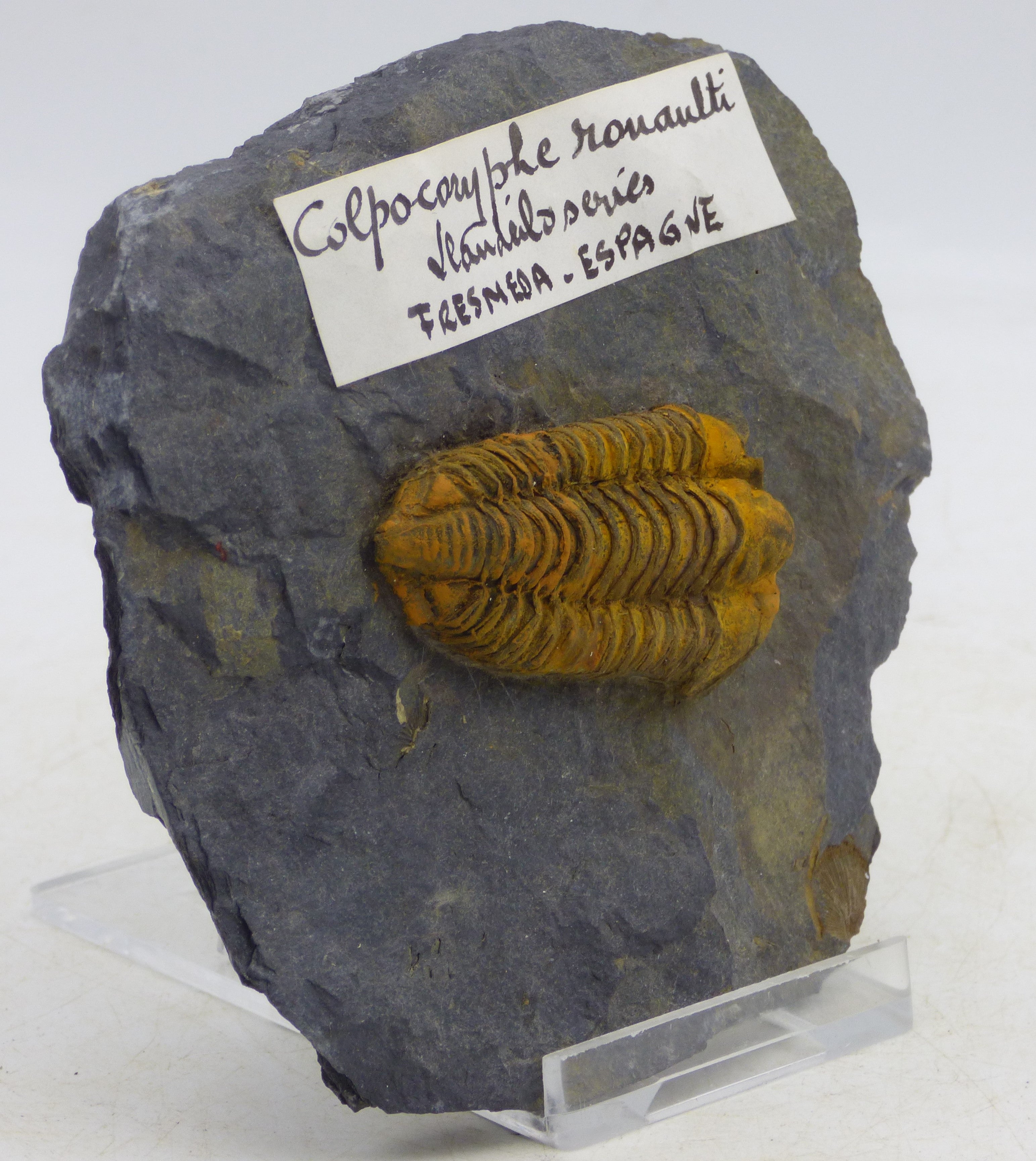 Trilobite Fossil Colporphe Rouaulti Fresmeda Spain