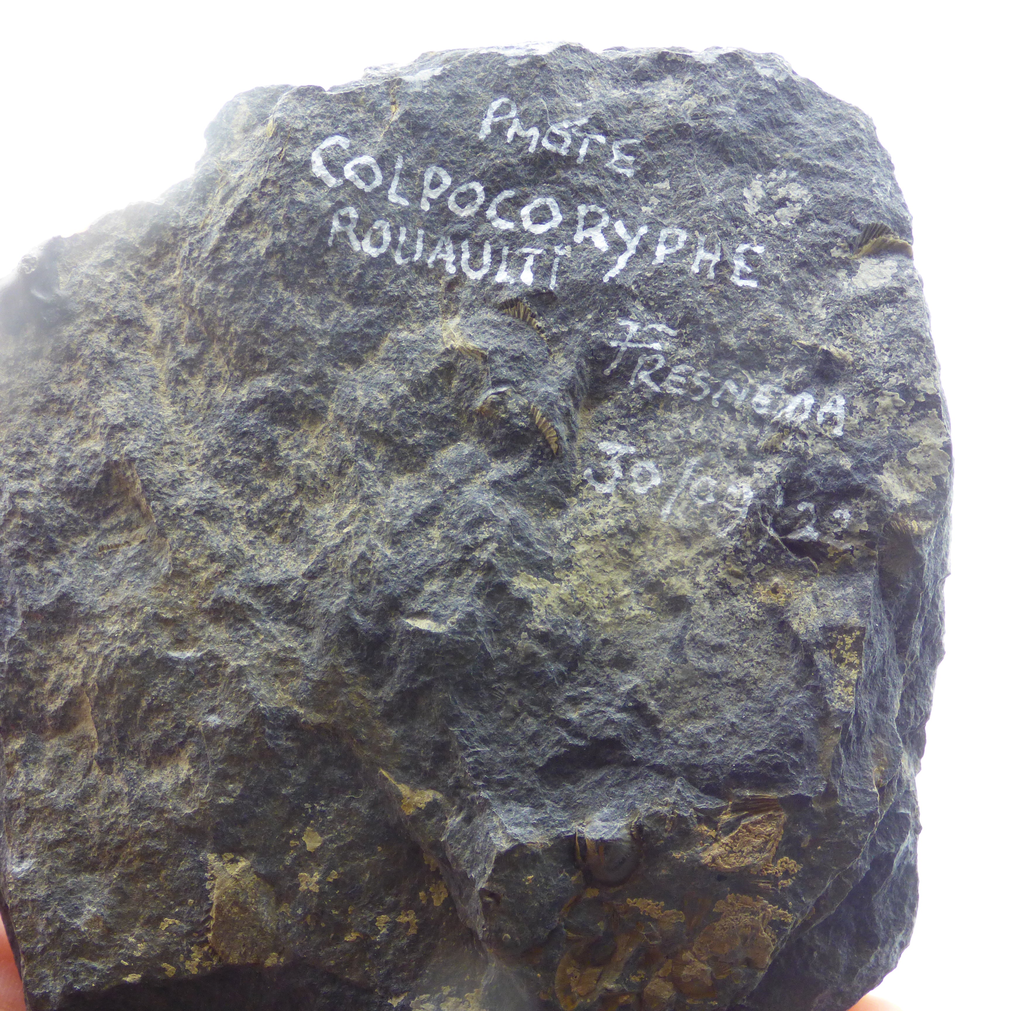 Trilobite Fossil Colporphe Rouaulti Fresmeda Spain