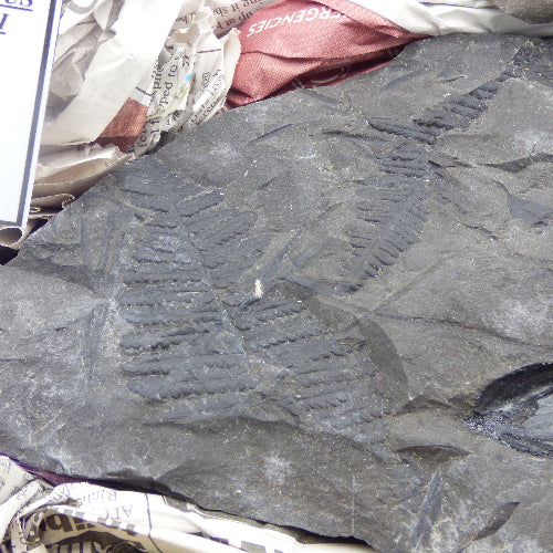 Rare Fossil Seed Pod Fern Trigonocarpus Parkinsonia Radstock Somerset UK