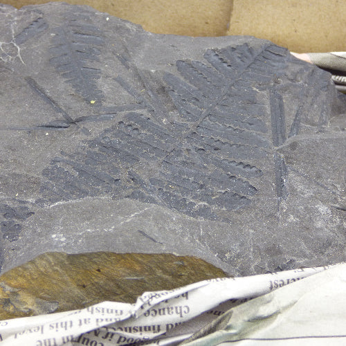 Rare Fossil Seed Pod Fern Trigonocarpus Parkinsonia Radstock Somerset UK