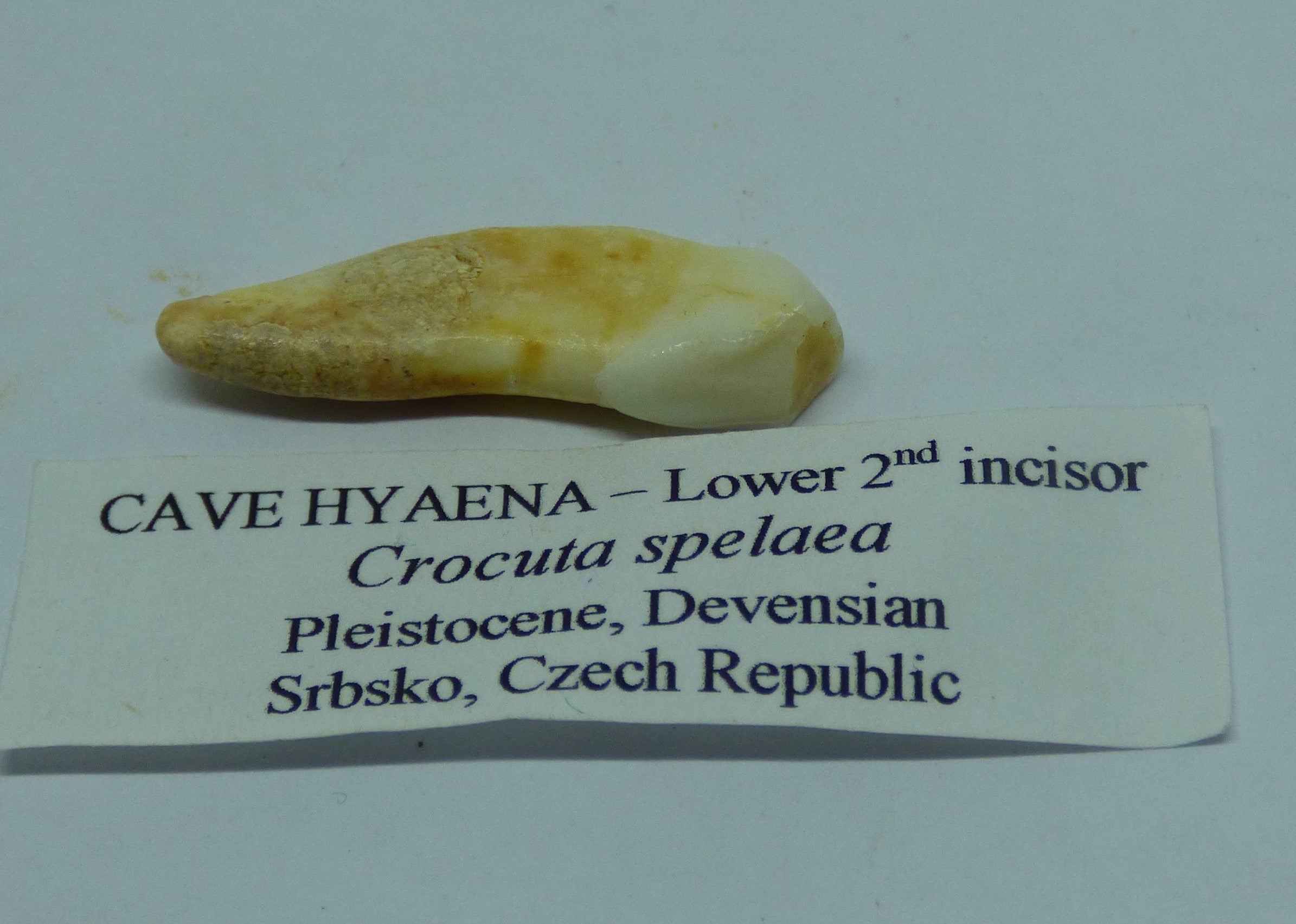 Cave Hyena Incisor Fossil Tooth Czech Republic Pleistocene in Collectors Box