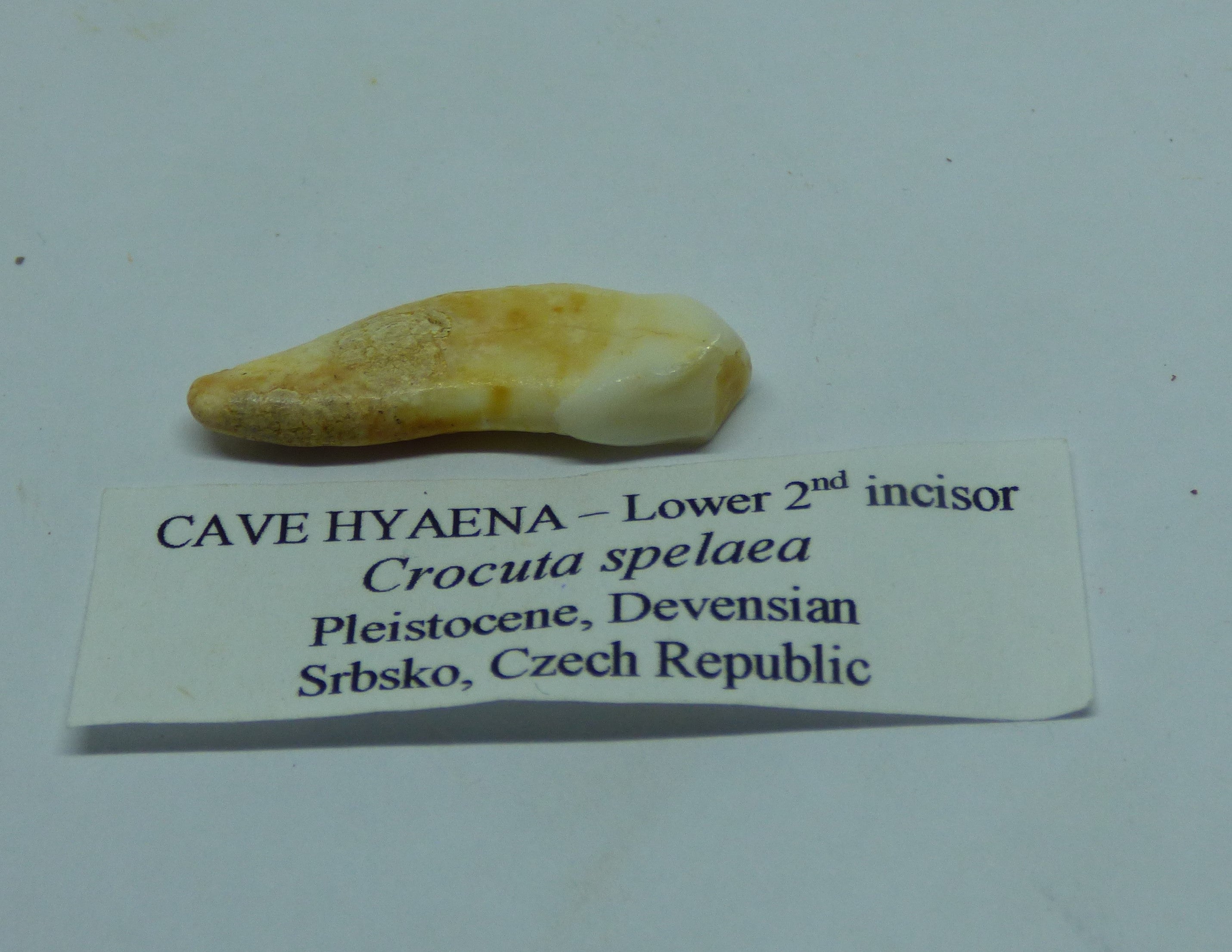 Cave Hyena Incisor Fossil Tooth Czech Republic Pleistocene in Collectors Box