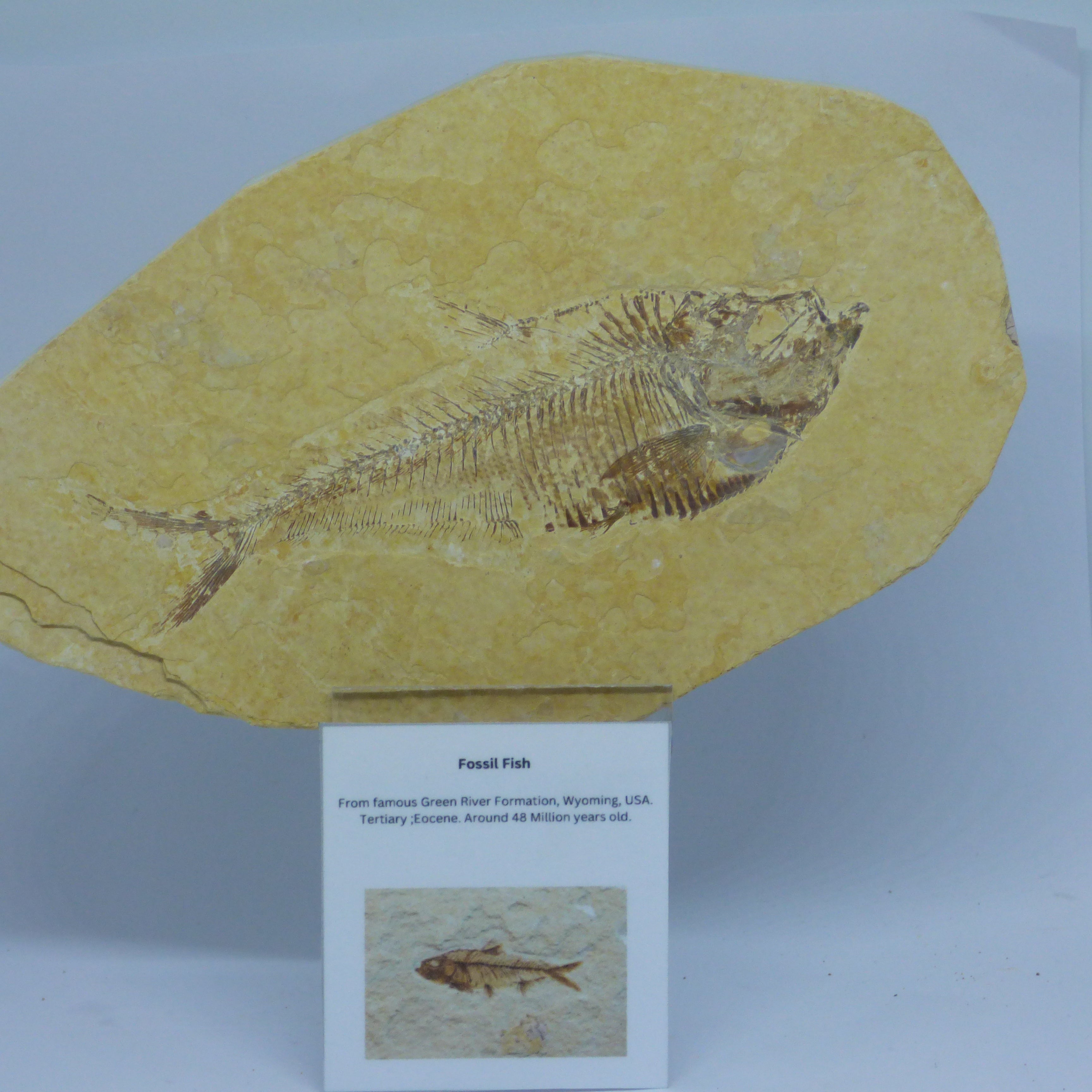 Finely Detailed Fossil Fish Green River Formation USA