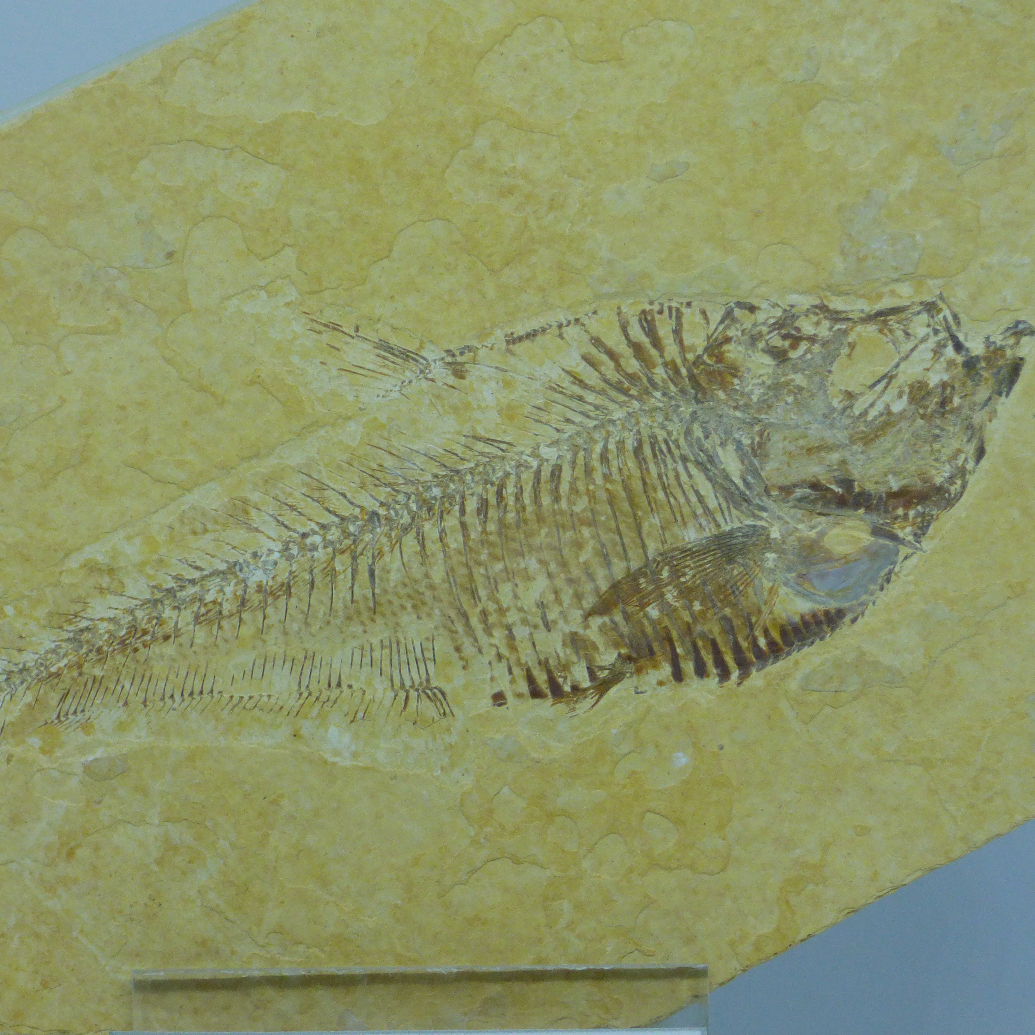 Finely Detailed Fossil Fish Green River Formation USA