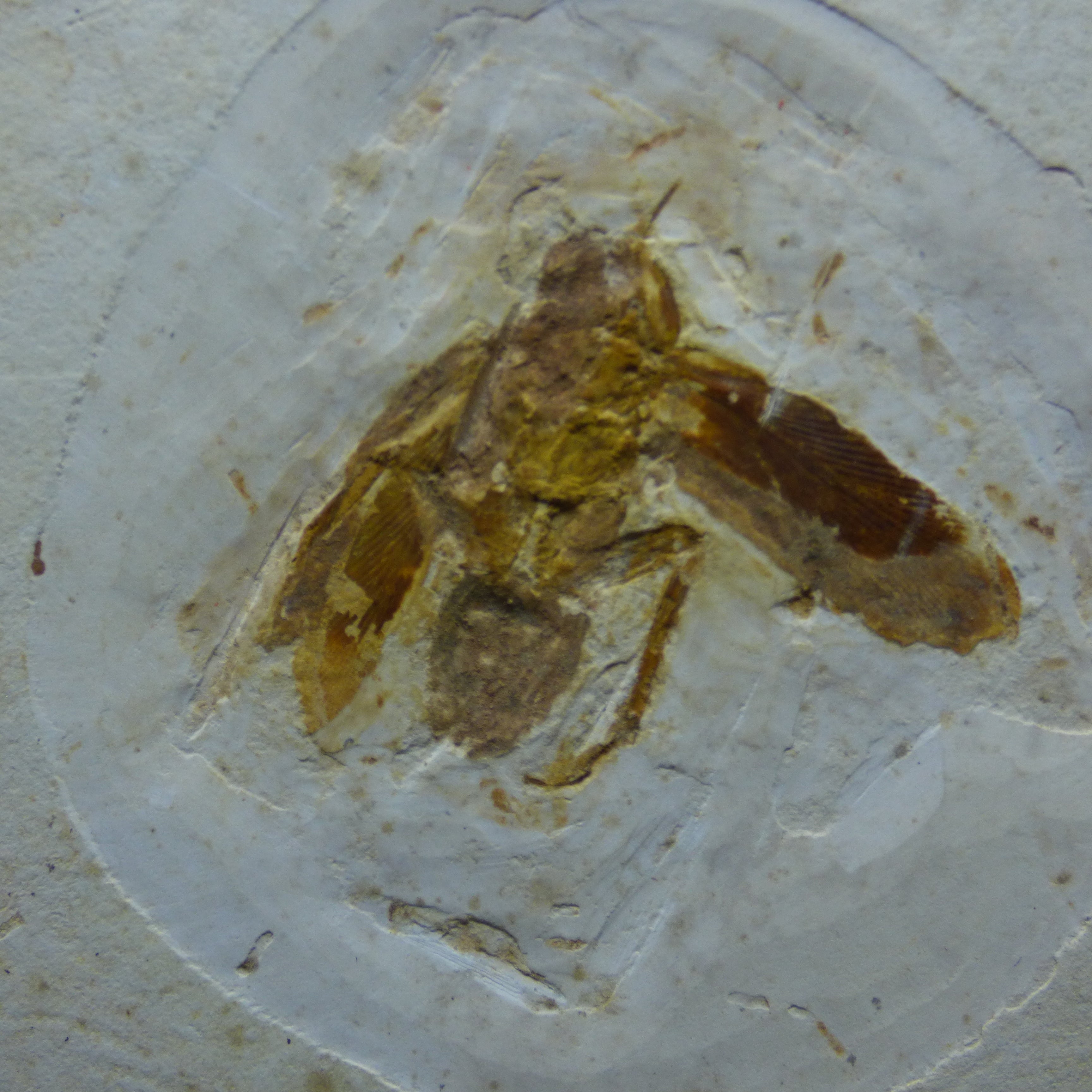 Detailed Early Cretaceous 113 Million Years Old Fossil Insect South America