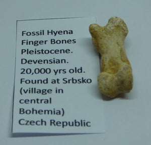 Fossil Hyena Finger Bone Czech Republic Ice Age in Collectors Box