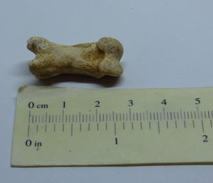 Fossil Hyena Finger Bone Czech Republic Ice Age in Collectors Box