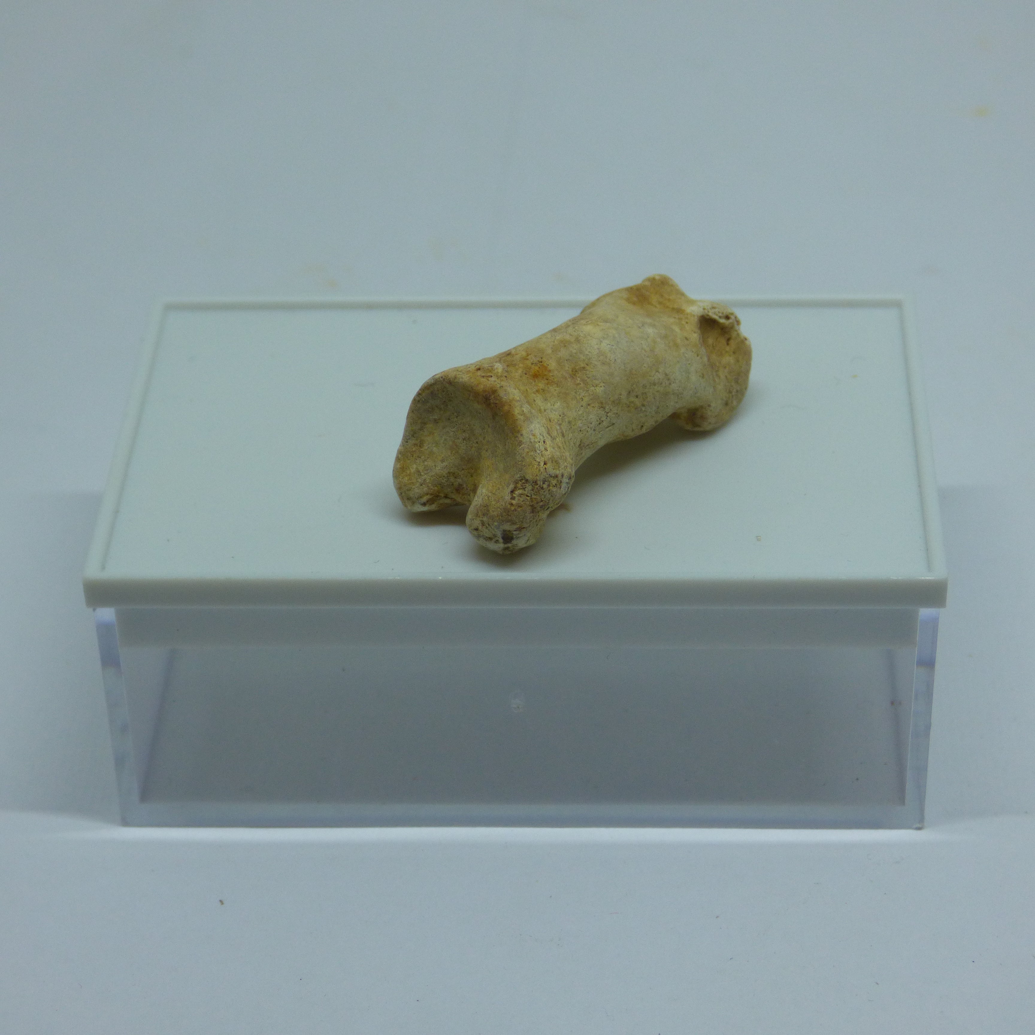 Fossil Hyena Finger Bone Czech Republic Ice Age in Collectors Box