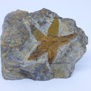 Starfish Fossil from Morocco Ordovician with stand