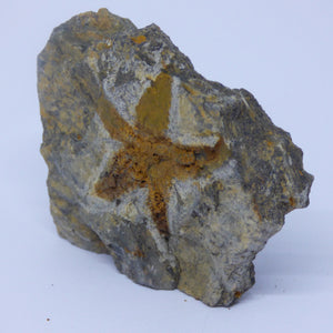 Starfish Fossil from Morocco Ordovician with stand