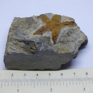 Starfish Fossil from Morocco Ordovician with stand