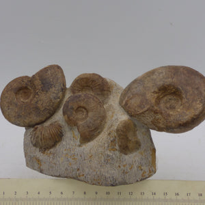 Jurassic Ammonite Fossils Morocco Group Display Piece 980 gm  19 x 11.5 cm