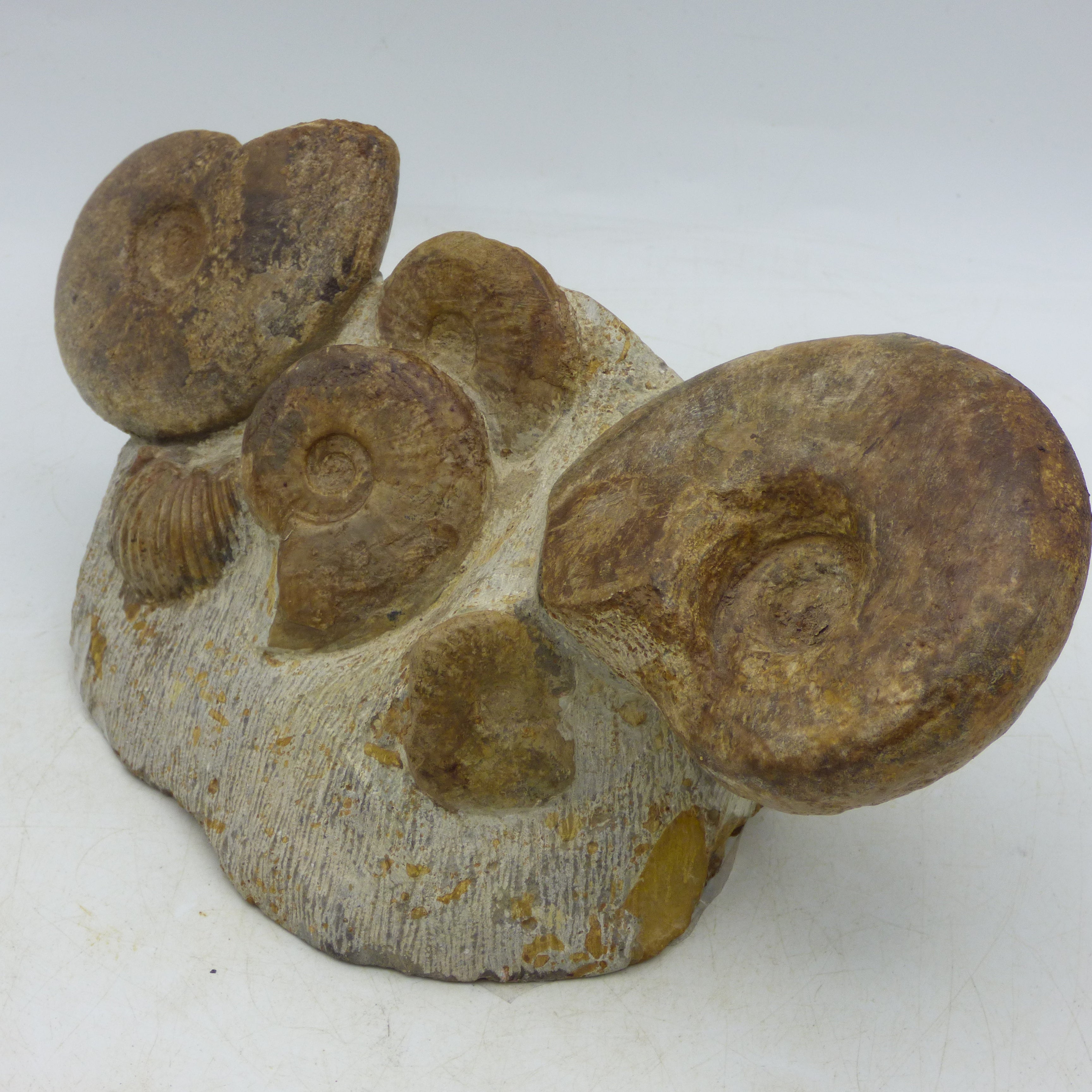 Jurassic Ammonite Fossils Morocco Group Display Piece 980 gm  19 x 11.5 cm