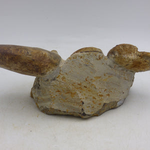 Jurassic Ammonite Fossils Morocco Group Display Piece 980 gm  19 x 11.5 cm