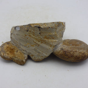Jurassic Ammonite Fossils Morocco Group Display Piece 980 gm  19 x 11.5 cm