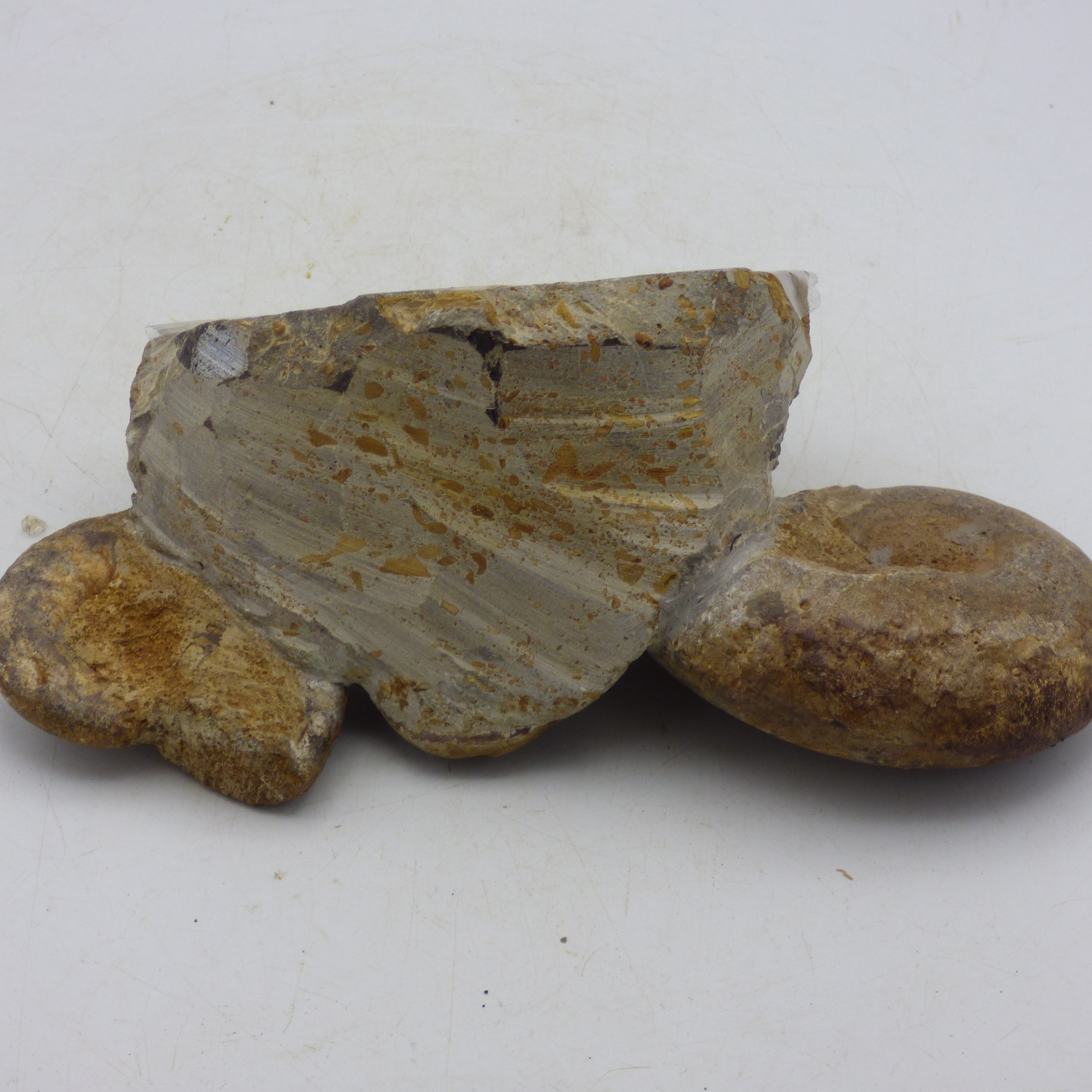 Jurassic Ammonite Fossils Morocco Group Display Piece 980 gm  19 x 11.5 cm