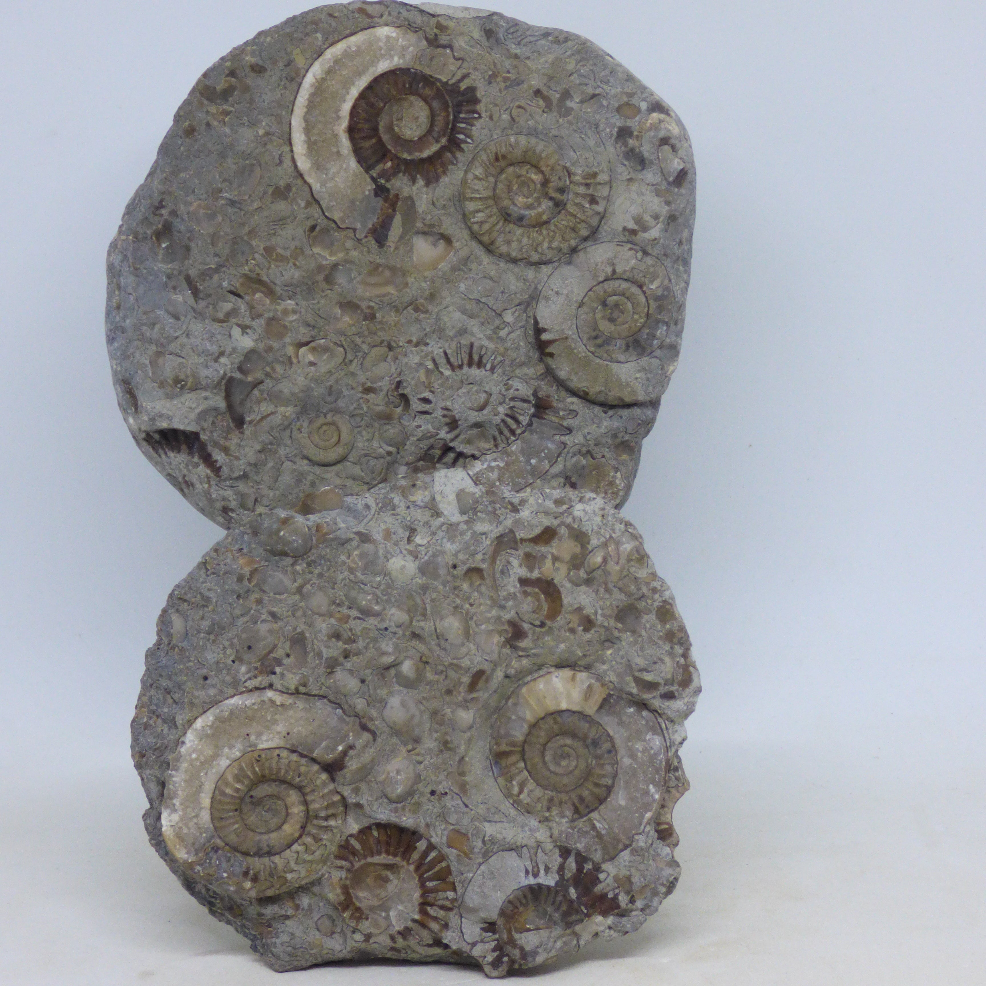 Jurassic Fossil Ammonite Arnioceras Yorkshire with Display Stand