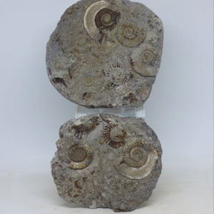 Jurassic Fossil Ammonite Arnioceras Yorkshire with Display Stand