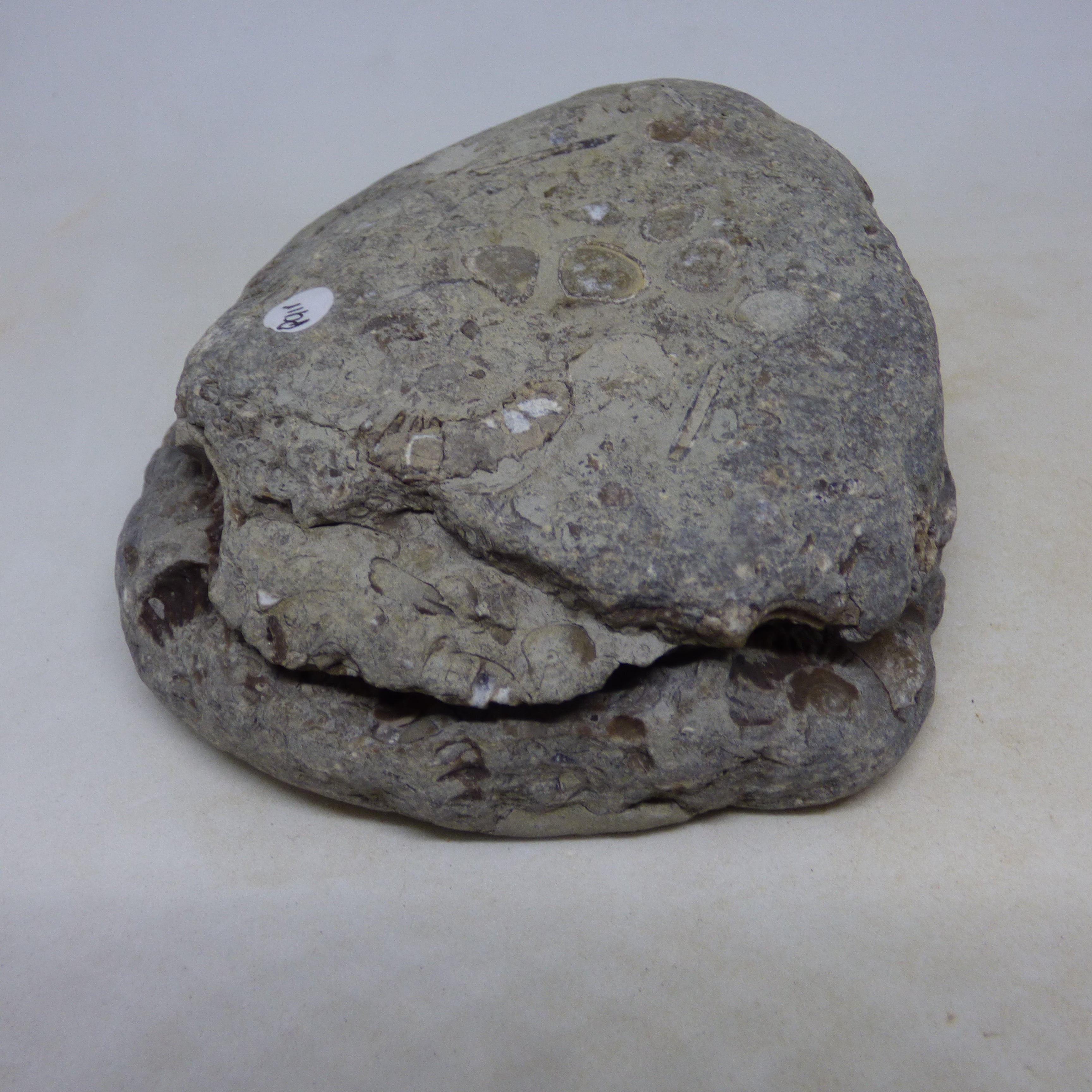 Jurassic Fossil Ammonite Arnioceras Yorkshire with Display Stand