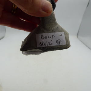Fossil Trilobite Boeckops Skelcki with  Hand Crafted Steel Stand