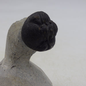 Fossil Trilobite Boeckops Skelcki with  Hand Crafted Steel Stand