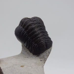 Fossil Trilobite Boeckops Skelcki with  Hand Crafted Steel Stand
