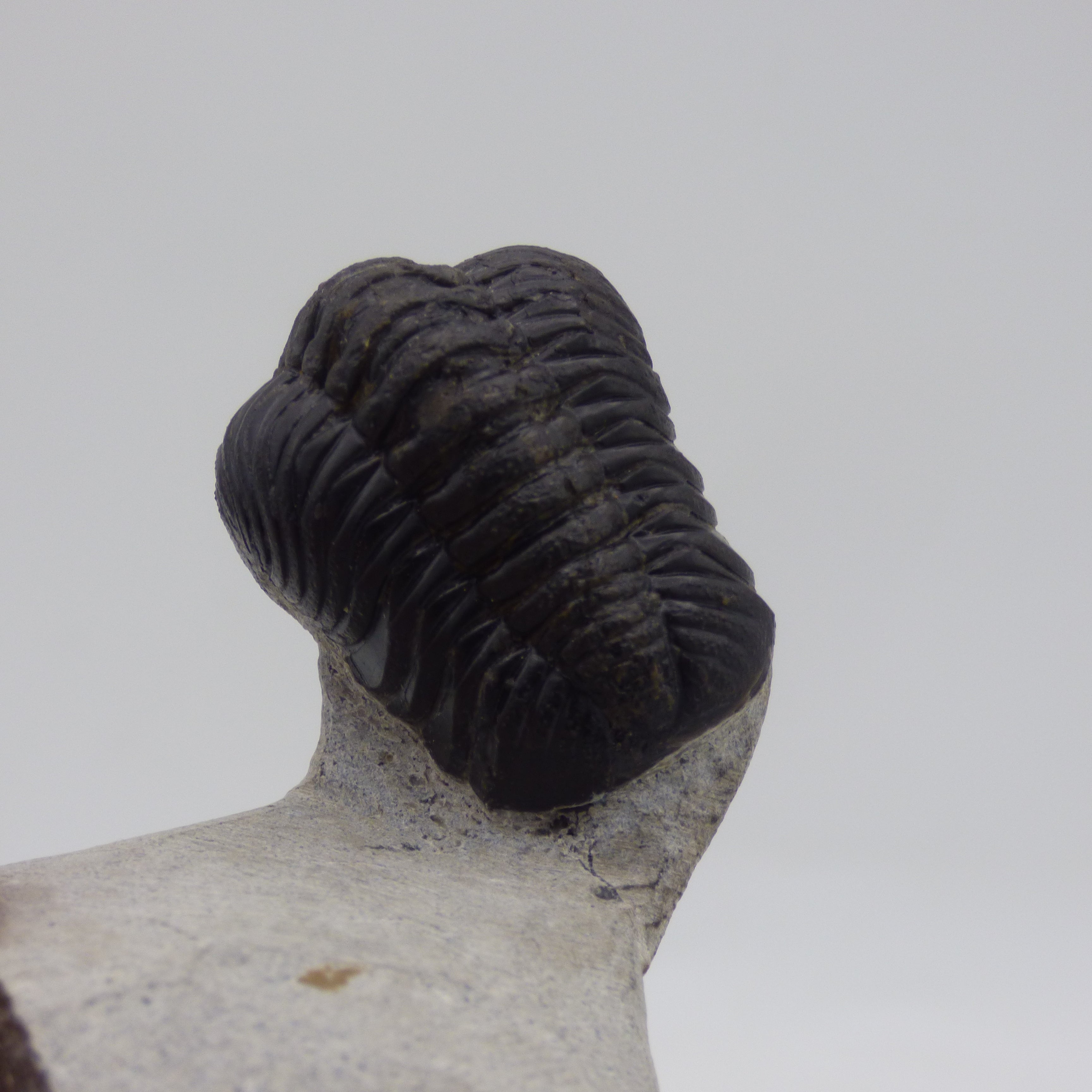 Fossil Trilobite Boeckops Skelcki with  Hand Crafted Steel Stand