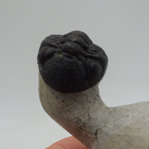 Fossil Trilobite Boeckops Skelcki with  Hand Crafted Steel Stand