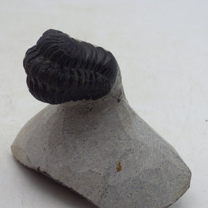 Fossil Trilobite Boeckops Skelcki with  Hand Crafted Steel Stand