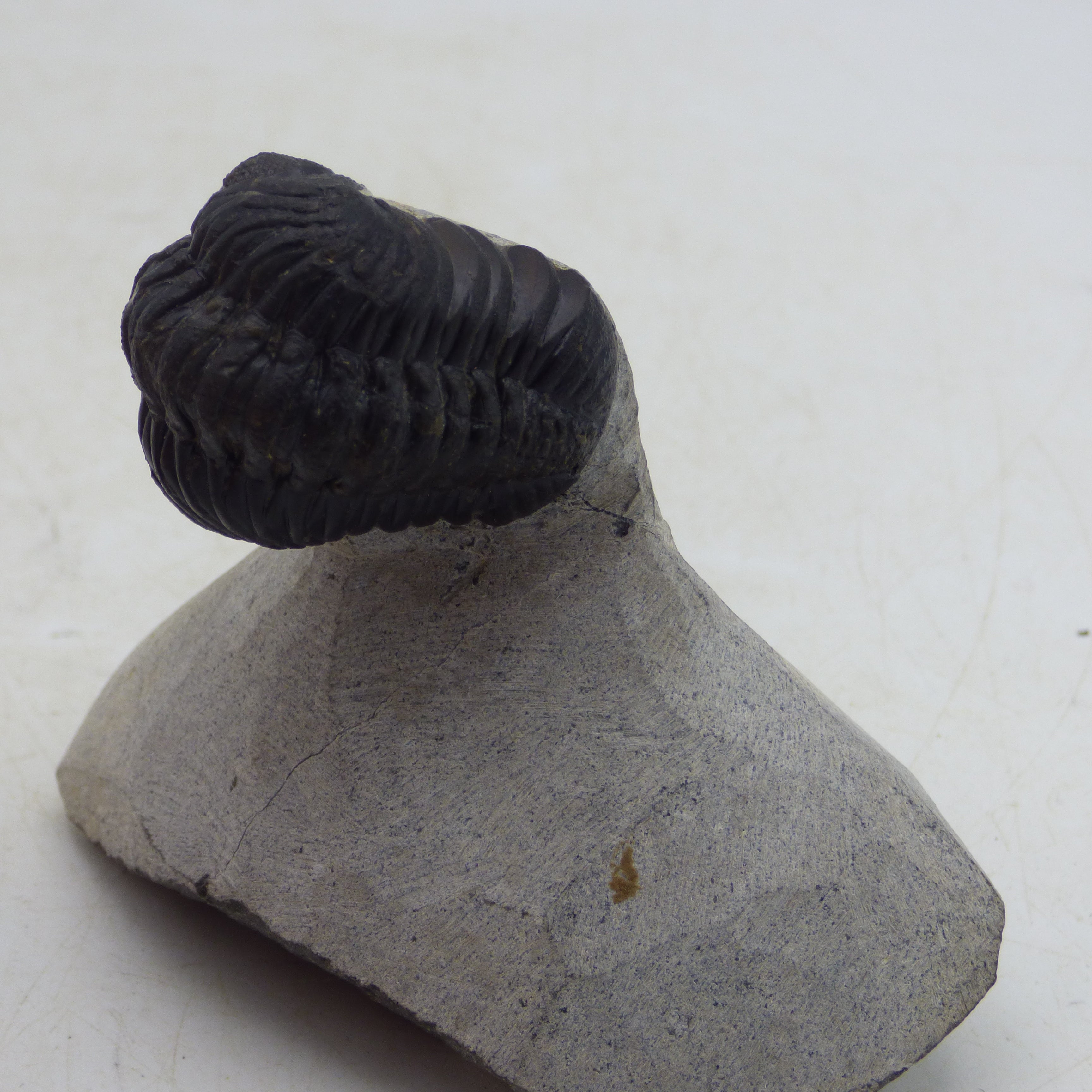 Fossil Trilobite Boeckops Skelcki with  Hand Crafted Steel Stand