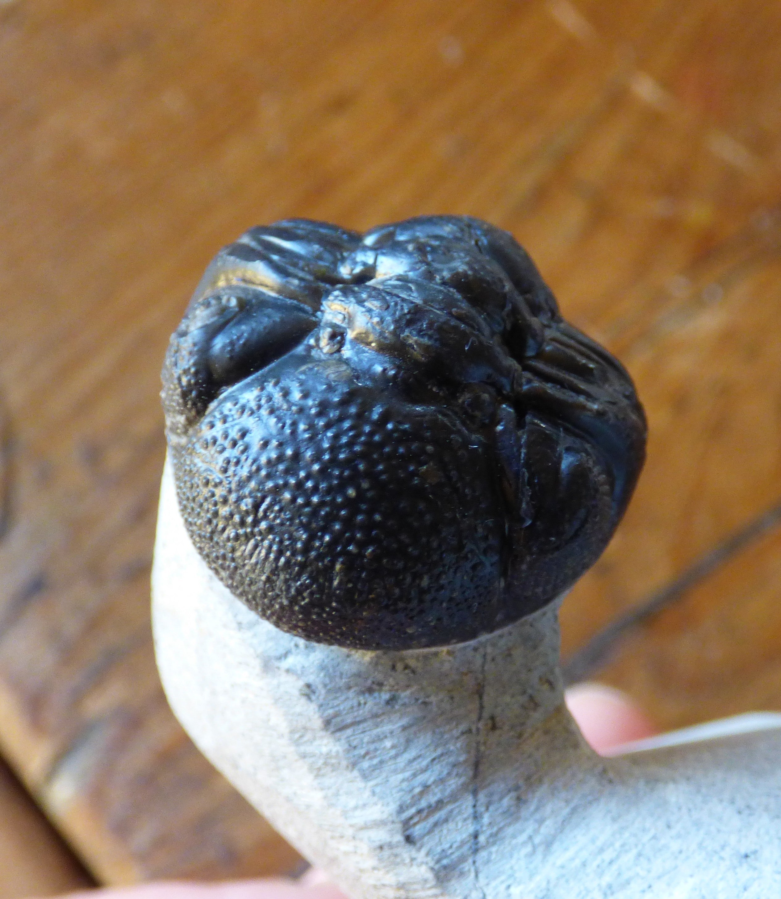 Fossil Trilobite Boeckops Skelcki with  Hand Crafted Steel Stand