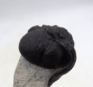 Fossil Trilobite Boeckops Skelcki with  Hand Crafted Steel Stand