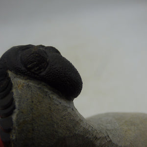 Fossil Trilobite Boeckops Skelcki with  Hand Crafted Steel Stand