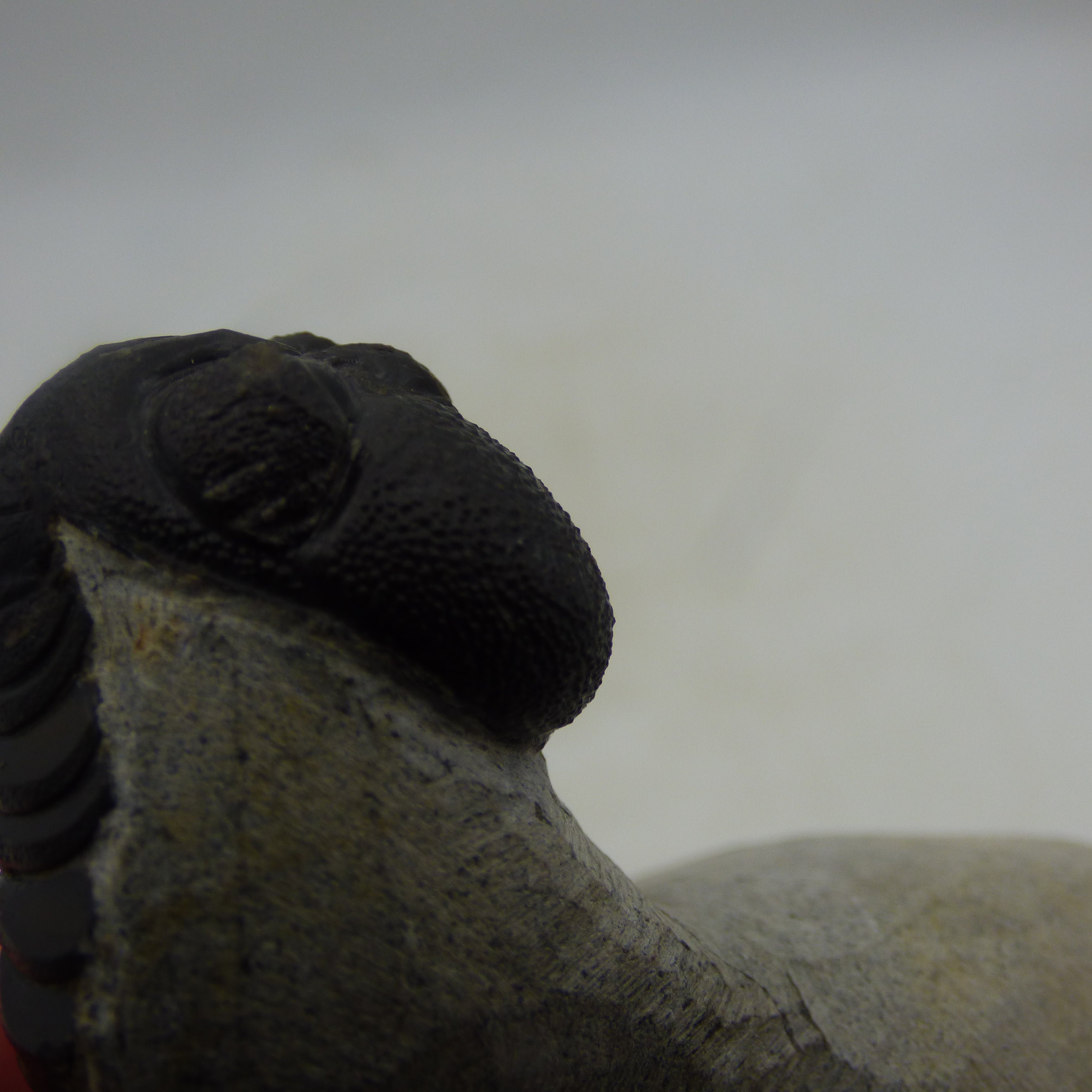 Fossil Trilobite Boeckops Skelcki with  Hand Crafted Steel Stand