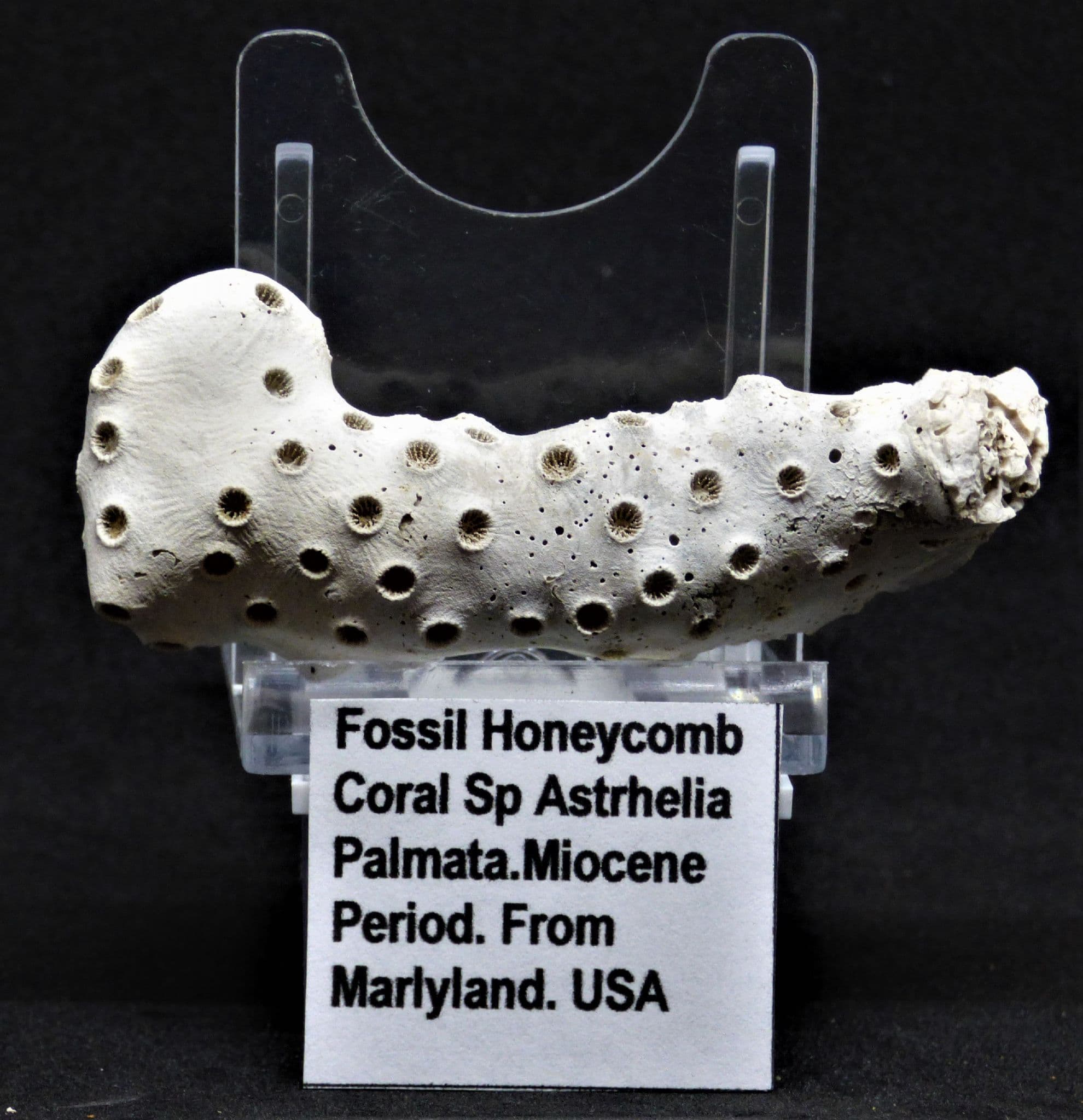 Fossil Coral Honeycomb Maryland Miocene in Clear Collectors Box (1)