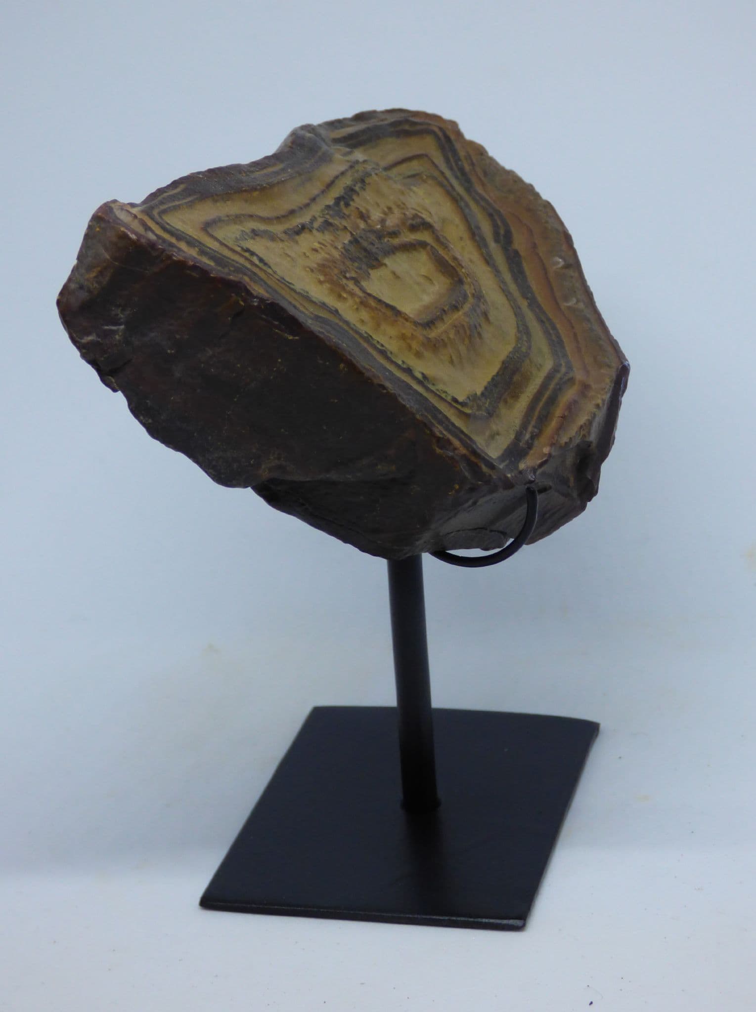 Fossil Stromatolite from  Morocco on Hand Crafted Steel Display Stand