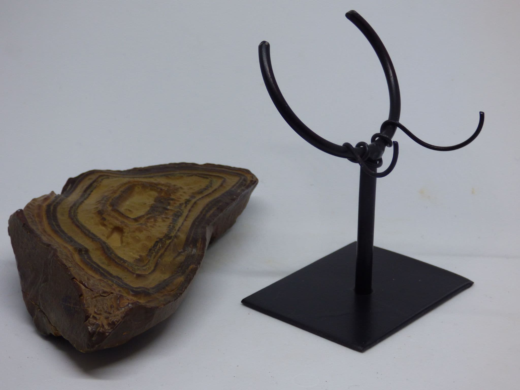 Fossil Stromatolite from  Morocco on Hand Crafted Steel Display Stand