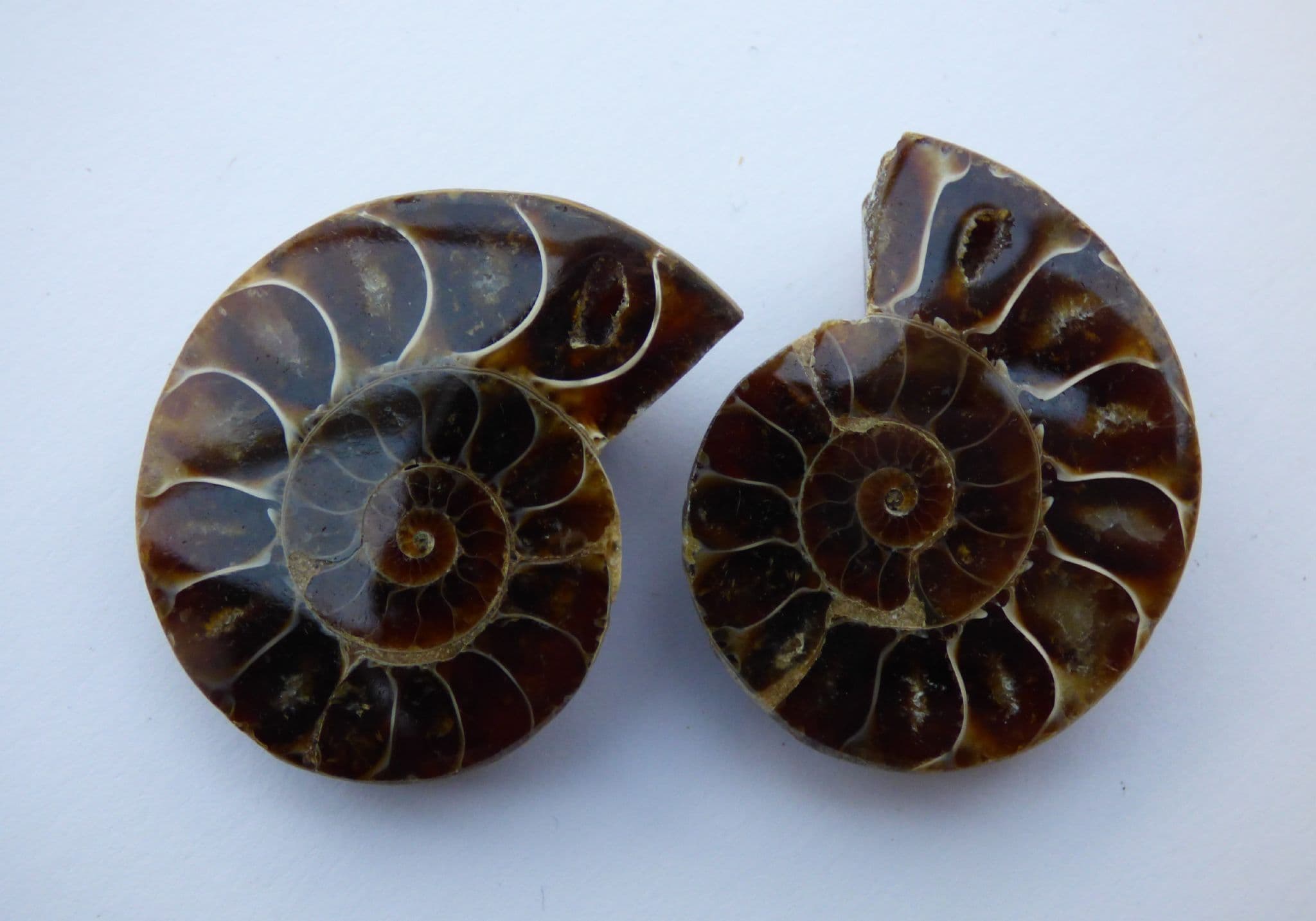 (aaa)Pair of Fossil Cleonicera(aaa) Ammonite Halves in Acrylic Collectors/Keepsake Box (1)