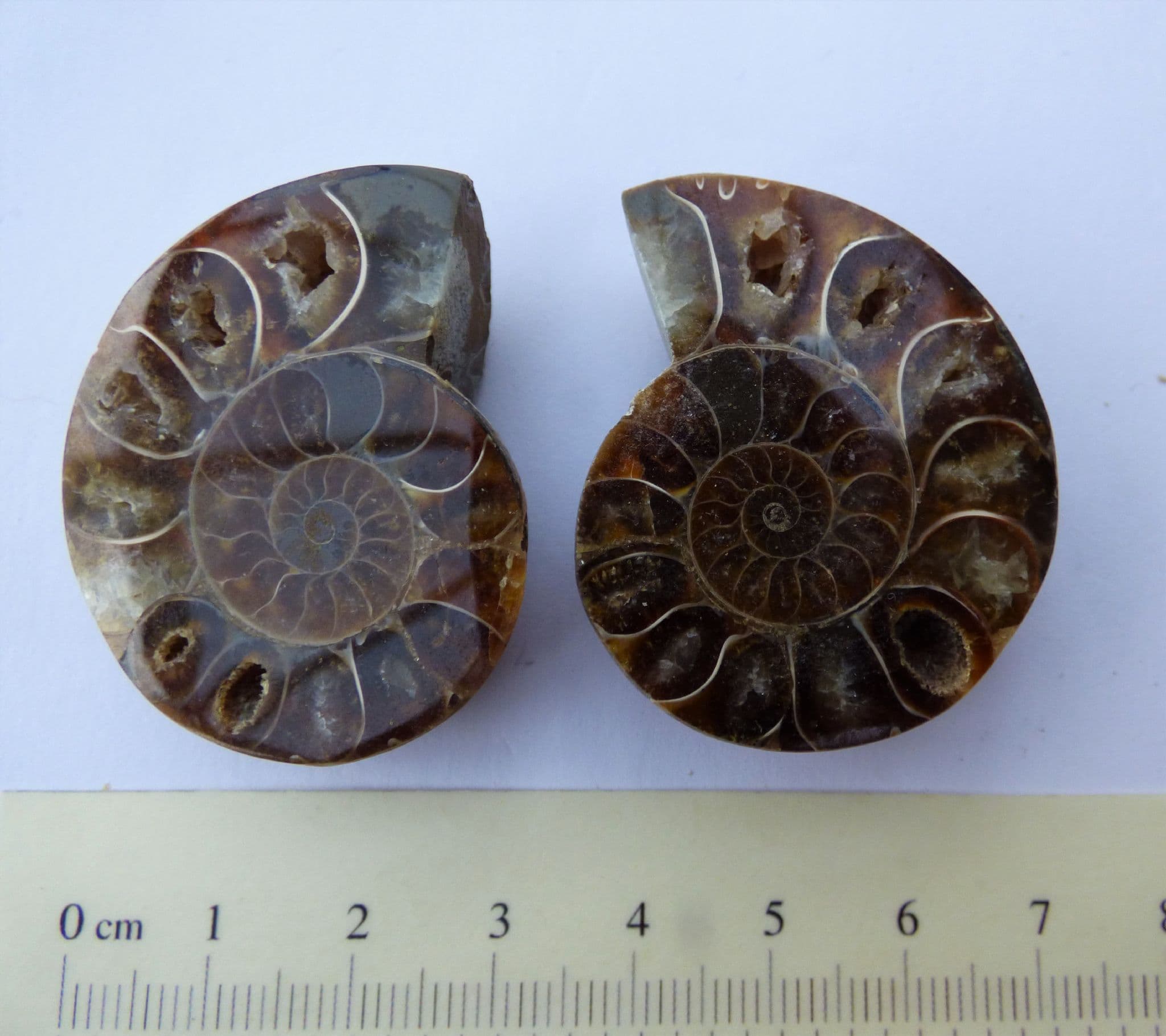 Pair of Fossil Cleonicera(aaa) Ammonite Halves in Acrylic Collectors/Keepsake Box