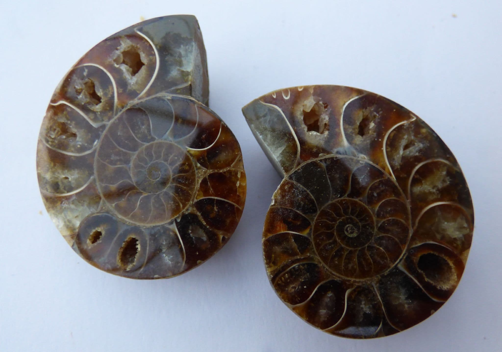 Pair of Fossil Cleonicera(aaa) Ammonite Halves in Acrylic Collectors/Keepsake Box