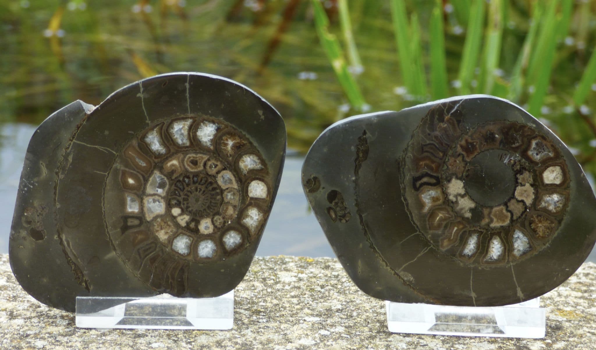 Agatized Fossil Ammonite Nodule .Whitby Dactyloceras .Yorkshire .Positive  + Negative (1)