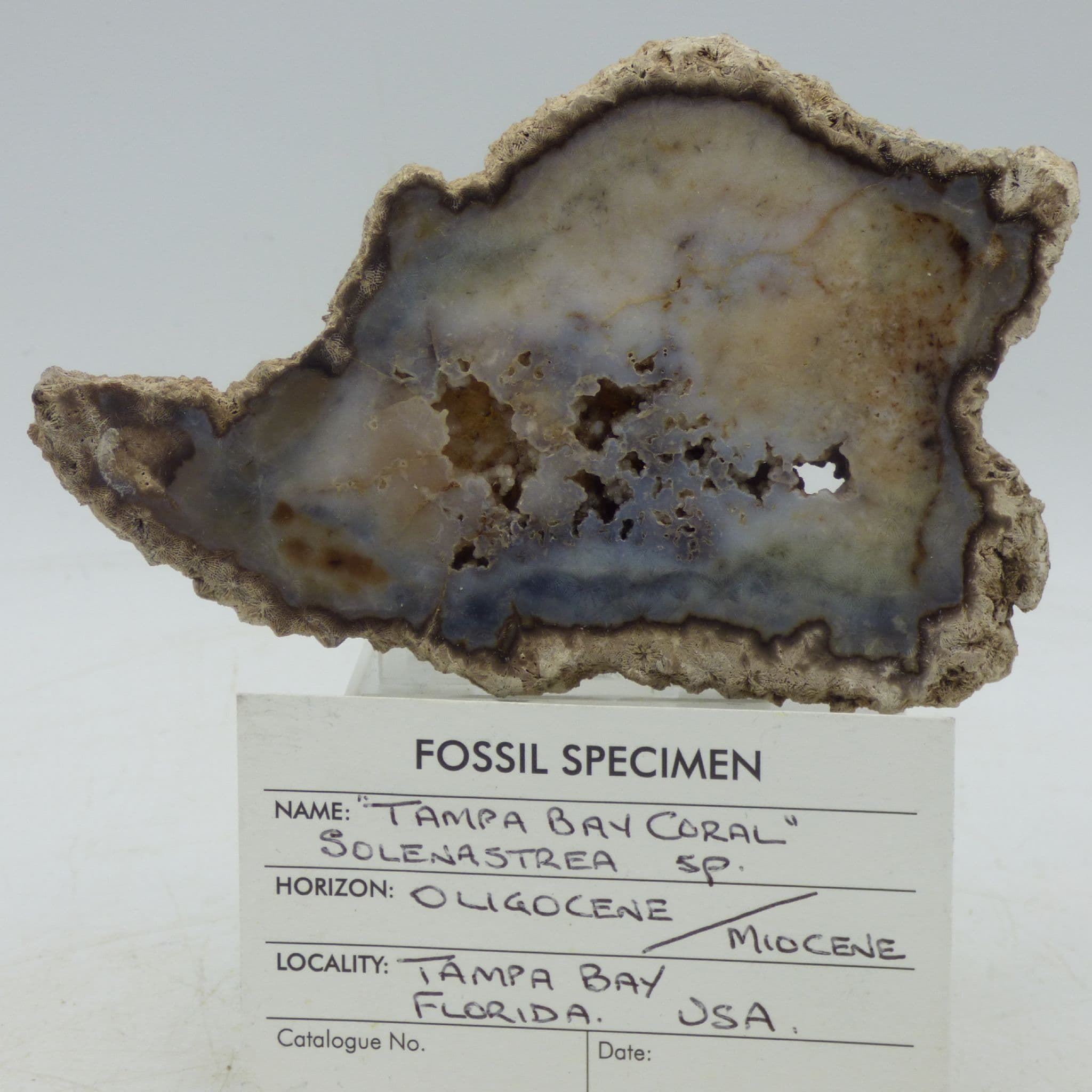 Agatized  Fossil Coral Tampa Bay Florida USA with Acrylic Display Stand