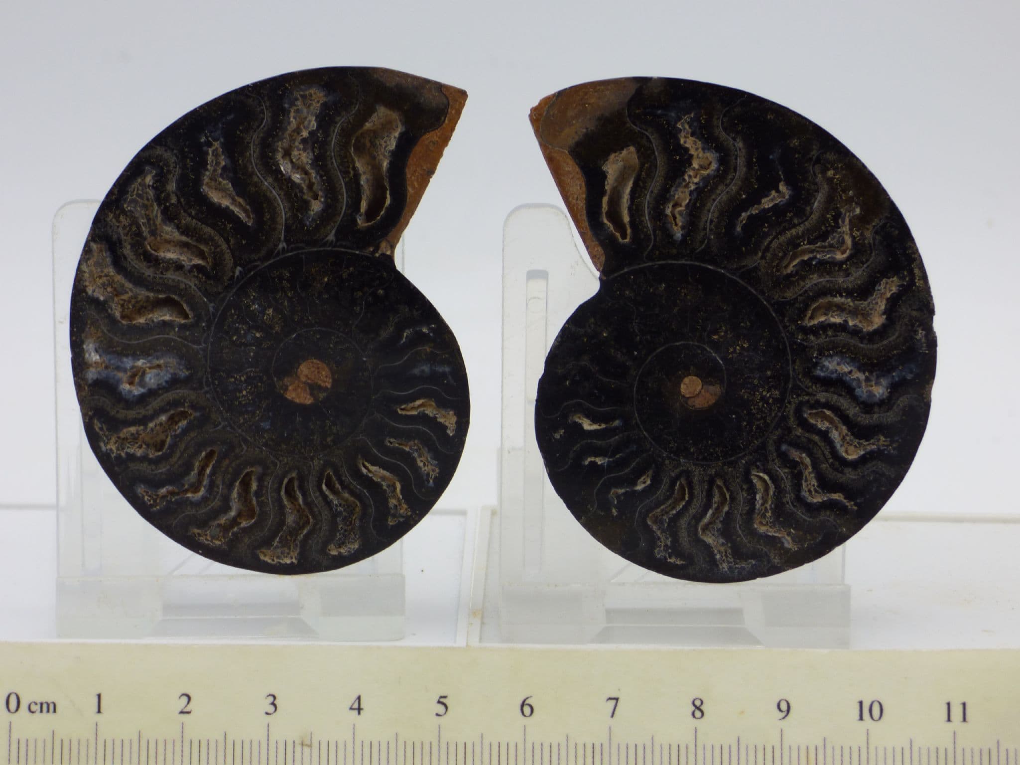 Beautifully Detailed Black Cleoniceras Fossil Ammonite Pair (1)