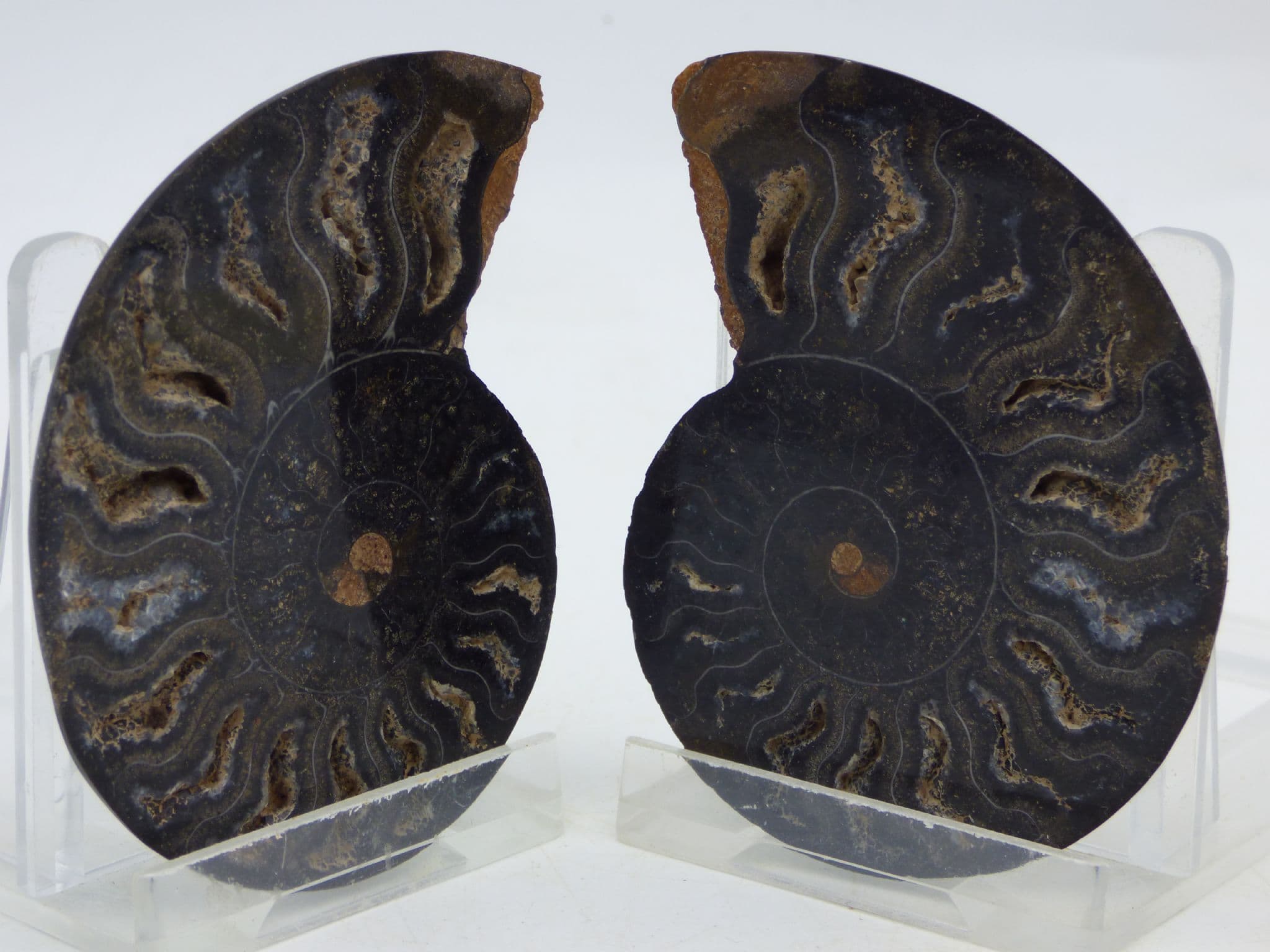 Beautifully Detailed Black Cleoniceras Fossil Ammonite Pair (1)