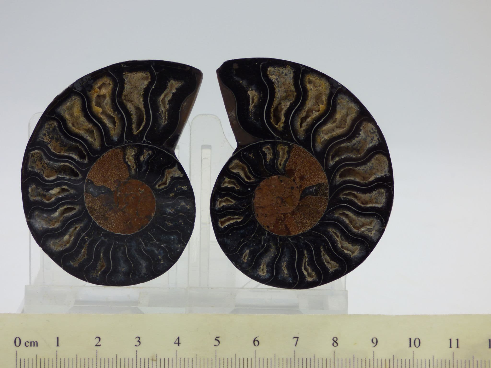 Beautifully Detailed Black Cleoniceras Fossil Ammonite Pair (1) (2)