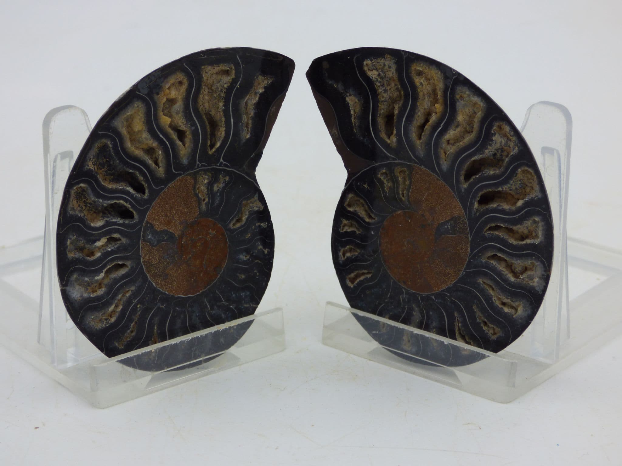 Beautifully Detailed Black Cleoniceras Fossil Ammonite Pair (1) (2)