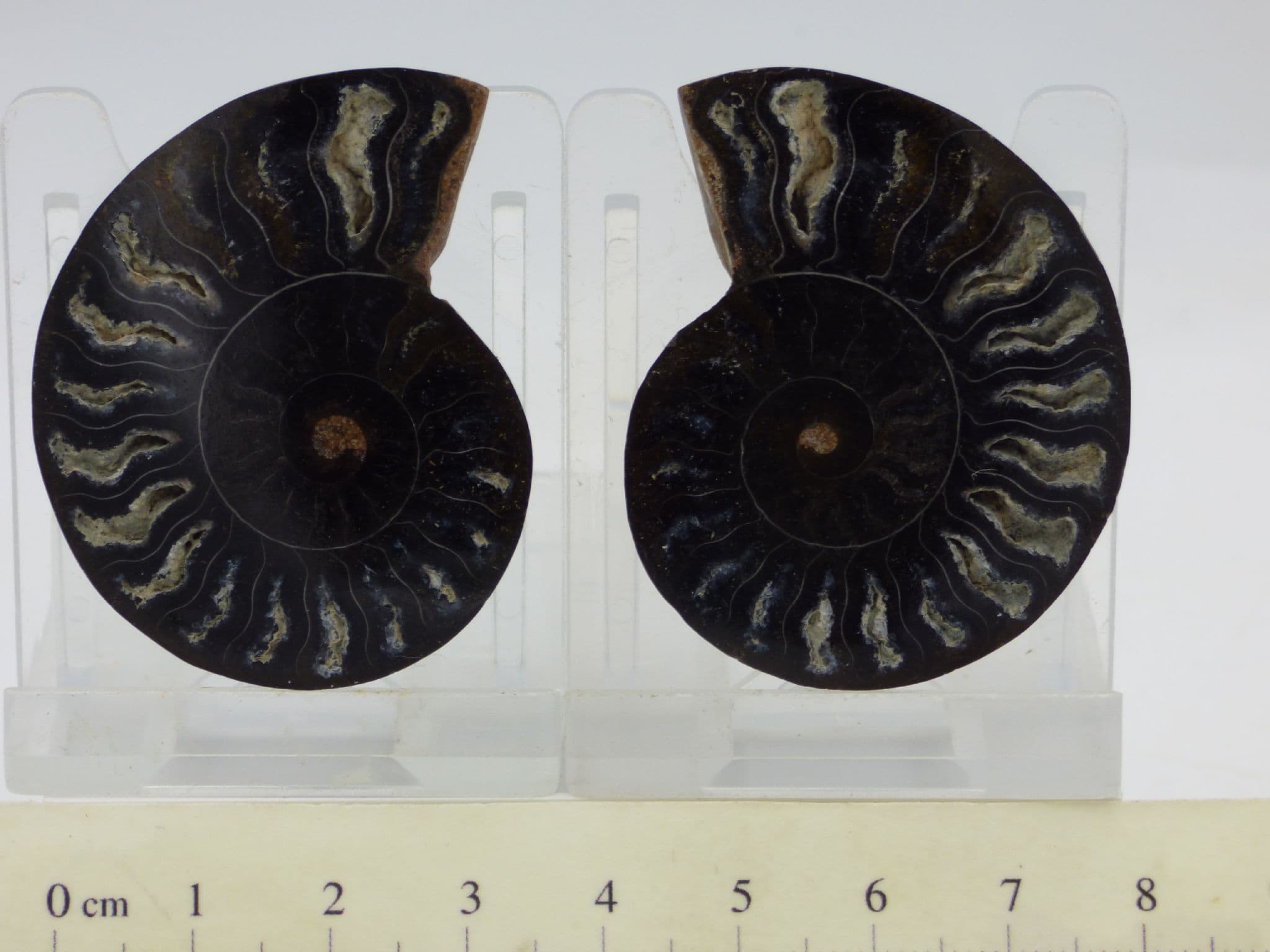 Beautifully Detailed Black Cleoniceras Fossil Ammonite Pair (1) (2) (3) (4)